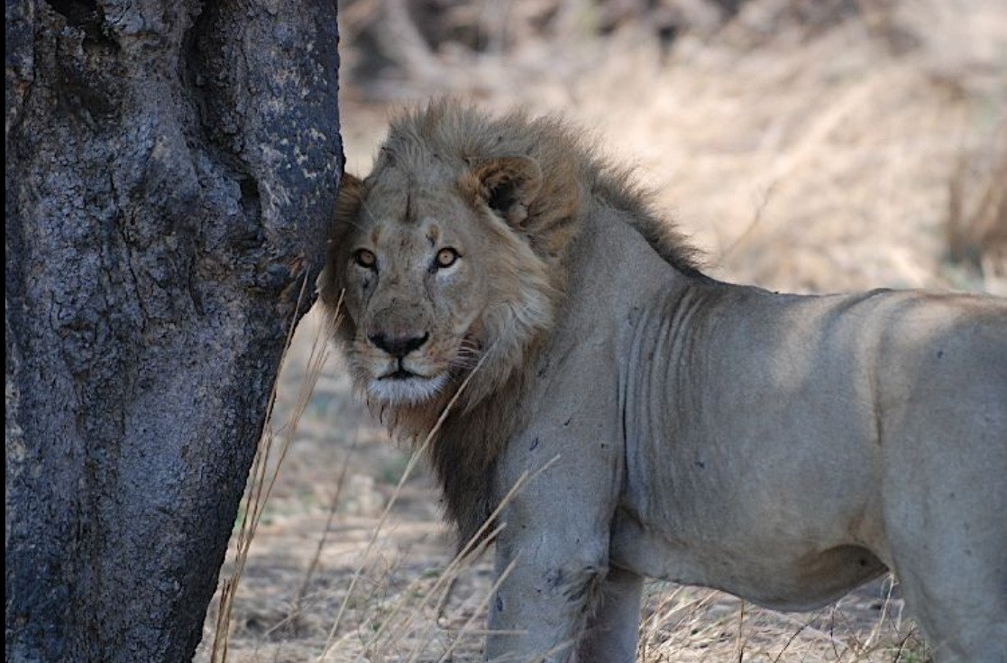 arena executive hotel katavi national park